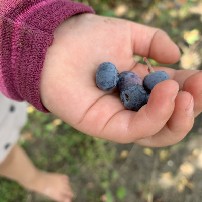 Heidelbeeren geerntet