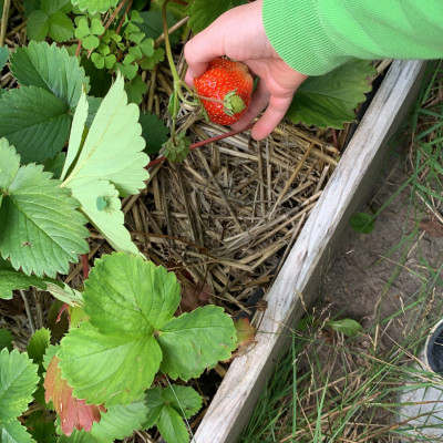 Erdbeeren