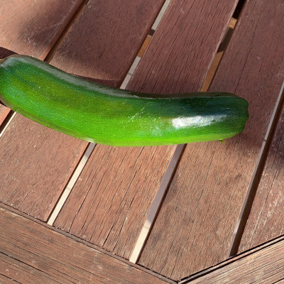 die erste Zucchini