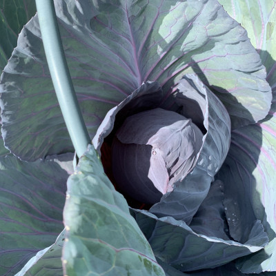 unser eigener Rotkohl