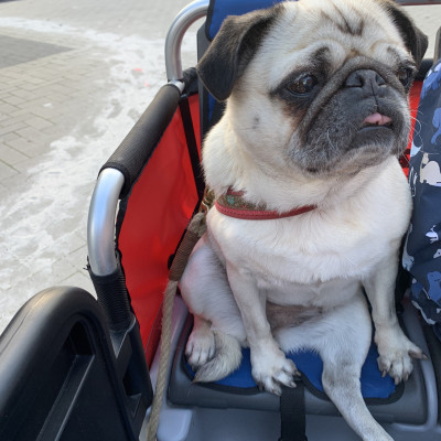 Mops Rosi