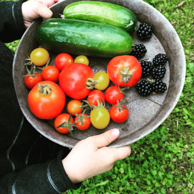 Ernte aus dem Garten
